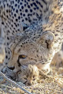Grab: Cheetah - female tries to grab her 19 days old