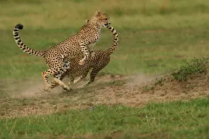 Confronation: Cheetah - two fighting