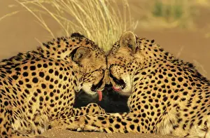 Photographed: Cheetah grooming pair photographed in captivity on a farm
