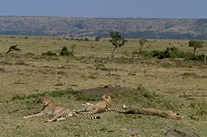 Vantage: Cheetah - group lying down by old termite mound