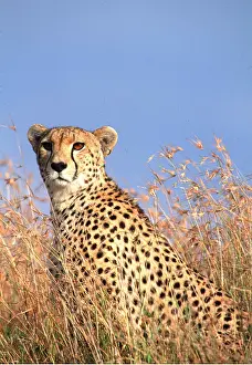 Cheetahs: CHEETAH - head in grass of savannah
