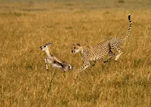 Thomsons: Cheetah - hunting young Thomson's gazelle - Kenya