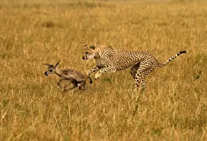 Chasing: Cheetah - hunting young Thomson's gazelle - Kenya