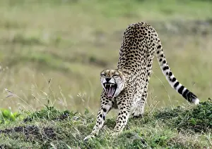 Yoga: Cheetah juvenile stretching and yawning