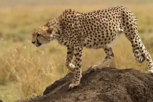 070818: Cheetah - on the move again - Kenya, Africa