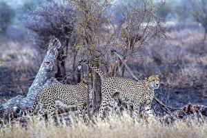 Gonarezhou: Cheetah in Kruger National park