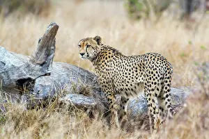 Gonarezhou: Cheetah in Kruger National park