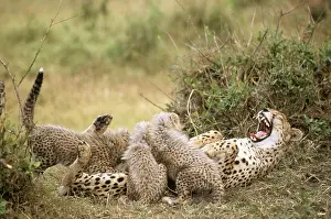 Laughing: CHEETAH - laughing / yawning/ growling, suckling