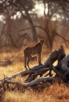 Outs: CHEETAH - looking for prey