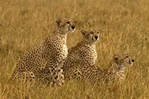 070818: Cheetah - looking out for prey - Kenya, Africa