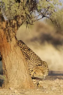 Marks: Cheetah - male checks the trunk of an Acacia tree