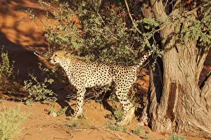 Cheetah: Cheetah. Male. Marking its territory by urinating