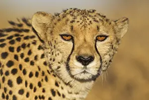 Photographed: Cheetah - male - photographed in captivity on a