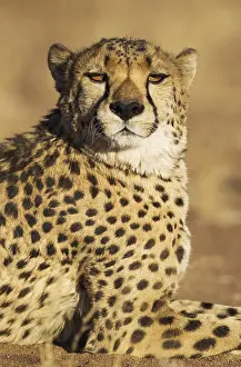 Photographed: Cheetah - male - photographed in captivity on a