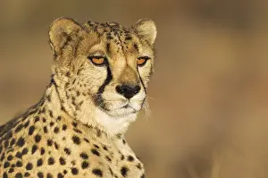 Photographed: Cheetah - male - photographed in captivity on a