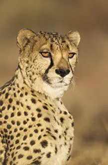 Photographed: Cheetah - male - photographed in captivity on a