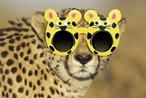 051119: Cheetah, male wearing sunglasses