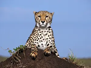 141217: Cheetah in the Masai Mara, Kenya, Africa