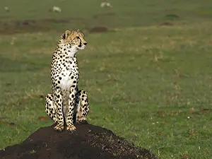 141217: Cheetah in the Masai Mara, Kenya, Africa