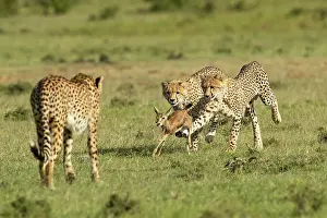 Bringing: Cheetah mother (Acinonyx jubatus) teaches her young
