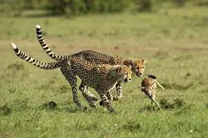 Bringing: Cheetah mother (Acinonyx jubatus) teaches her young