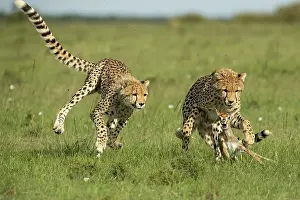 Bringing: Cheetah mother (Acinonyx jubatus) teaches her young