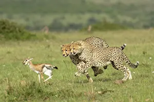Bringing: Cheetah mother (Acinonyx jubatus) teaches her young