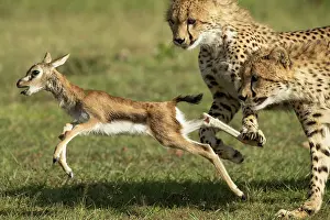 Survival: Cheetah mother (Acinonyx jubatus) teaches her young