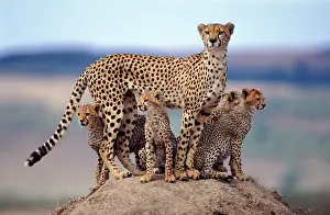 Mounds: CHEETAH - mother with four cubs standing on termite mound