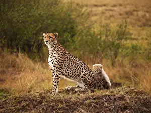 040319: Cheetah-mother and cup are sitting together and