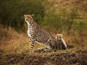 040319: Cheetah-mother and cup are sitting together and