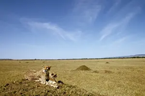Vantage: Cheetah - pair on old termite mound as vantage point