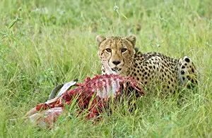 Impalas: Cheetah - With partly eaten impala prey