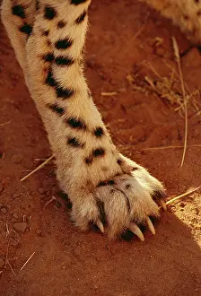 Nails: CHEETAH - Paw showing non-retractable claw