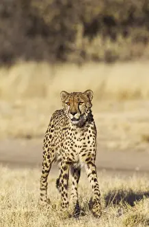 Foundation: Cheetah - photographed in captivity - Harnas Wildlife