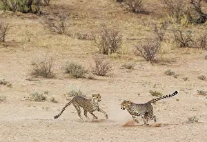 Cheetah: Cheetah. Two playful subadult males in the dry and