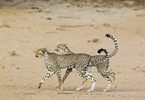 Cheetah: Cheetah. Two playful subadult males in the dry and