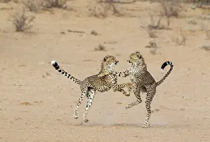 Cheetah: Cheetah. Two playful subadult males in the dry and