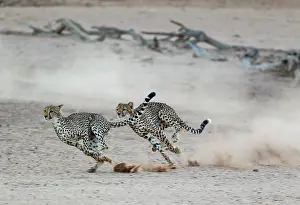 Raising: Cheetah. Two playful subadult males in the dry and