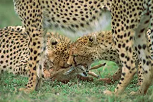 Thomsons: Cheetah - with prey (ThomsonIs gazelle)