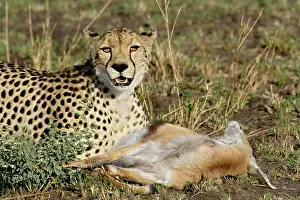 Gazelle: Cheetah with prey (Thomson's Gazelle), Acinonyx