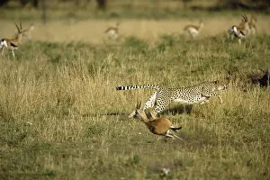 Pursuit: Cheetah in pursuit of Thomson's Gazelle