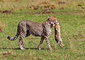 Restuccia: Cheetah with rabbit kill (Acinonyx Jubatus)