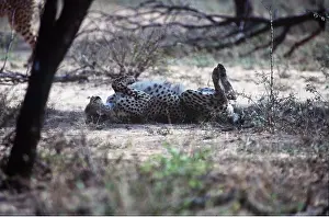 Relaxing: CHEETAH - relaxing on back