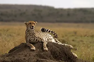 Termite: Cheetah - relaxing on a termite mound - Kenya, Africa