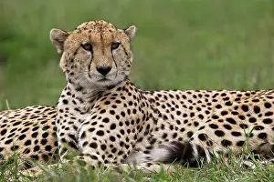 Gazelle: Cheetah resting, Maasai Mara, Kenya