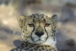 Photographed: Cheetah - resting male - photographed in captivity