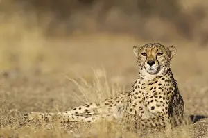 Photographed: Cheetah - resting male - photographed in captivity