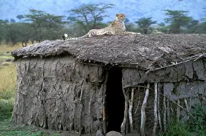 Encroachment: Cheetah - resting on roof of mud hut