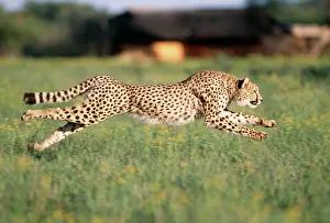CHEETAH - running